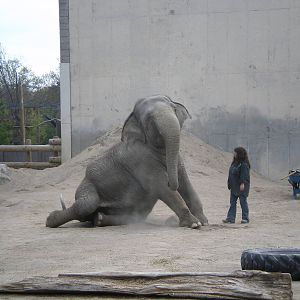 Asian Elephants- Buttonwood Zoo MAY07