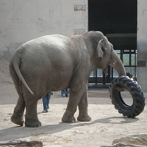 Asian Elephants- Buttonwood Zoo MAY07