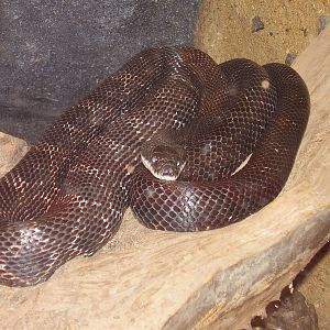 Black Rat Snake- Buttonwood Zoo MAY07