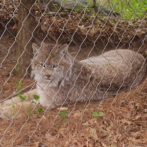 Canadian Lynx- Buttonwood Zoo MAY07