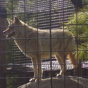 Coyote- Buttonwood Zoo MAY07