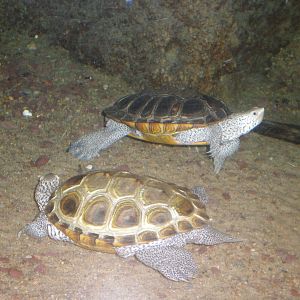 Diamondback Terrapin- Buttonwood Zoo MAY07