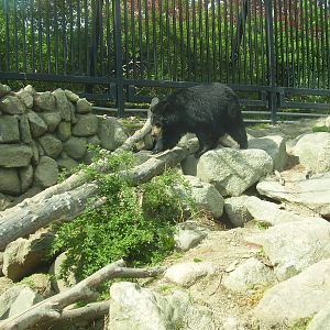 N A Black Bear- Buttonwood Zoo MAY07