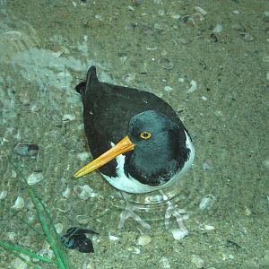 Oystercatcher- Buttonwood Zoo MAY07