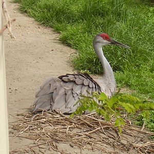 Sandhill Crane- Buttonwood Zoo MAY07