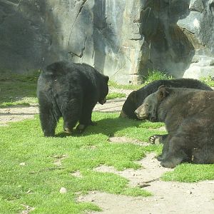 N A Black Bear- Buttonwood Zoo MAY07