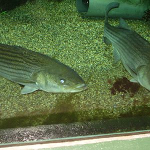 Striped Bass- Buttonwood Zoo MAY07