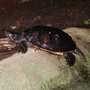 Unknown Slider- Buttonwood Zoo MAY07