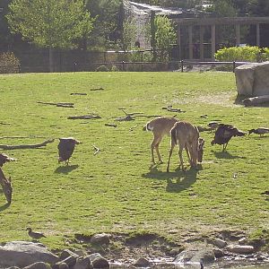 White Tail Deer Wild Turkey Mallard Duck- Buttonwood Zoo MAY07