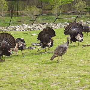 Wild Turkeys- Buttonwood Zoo MAY07