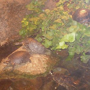 Yellow Spotted Musk Painted Snapping Turtles- Buttonwood Zoo MAY07