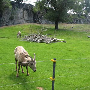 Bighorn Sheep Exhibit