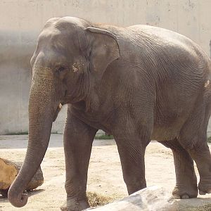 Asian Elephant- Buttonwood Zoo JUN06