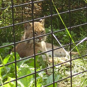 Bobcat- Buttonwood Zoo JUN06.