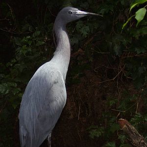 Night Heron- Buttonwood Zoo