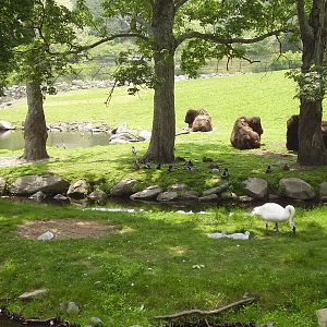 Plains Bison Trumpeter Swans Mallards- Buttonwood Zoo JUN06