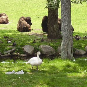 Plains Bison Trumpeter Swans Mallards- Buttonwood Zoo JUN06
