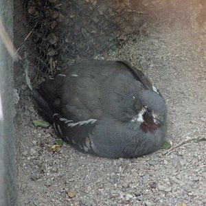 Mountain Quail and Ruffed Grouse Exhibit