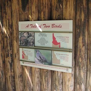 Mountain Quail and Ruffed Grouse Exhibit