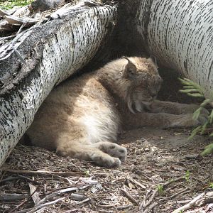 Canada Lynx Exhibit