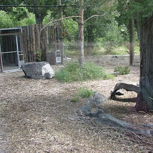 Canada Lynx Exhibit