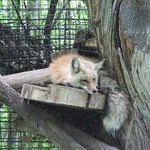 Red Fox Exhibit