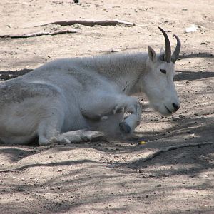 Rocky Mountain Goat Exhibit