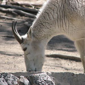 Rocky Mountain Goat Exhibit