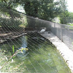 Trumpeter Swan Exhibit