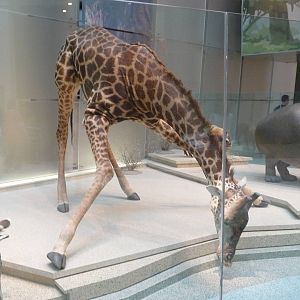 National Museum of Natural History