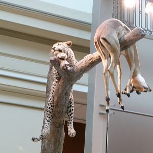 National Museum of Natural History