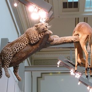 National Museum of Natural History