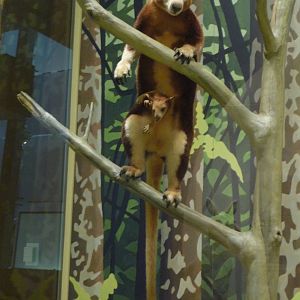 National Museum of Natural History