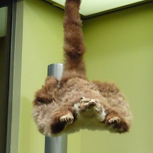 National Museum of Natural History