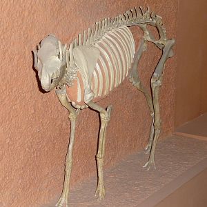 National Museum of Natural History