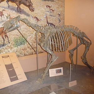 National Museum of Natural History