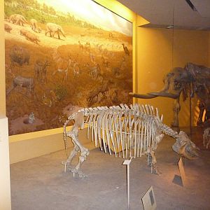 National Museum of Natural History