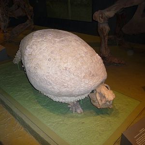 National Museum of Natural History