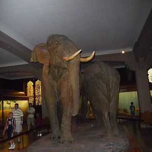 American Museum of Natural History