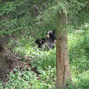 American Black Bear with Cubs