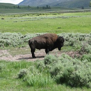 American Bison