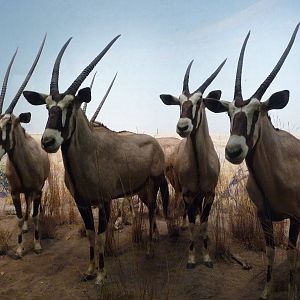 American Museum of Natural History