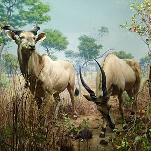 American Museum of Natural History