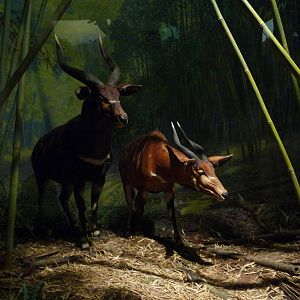 American Museum of Natural History