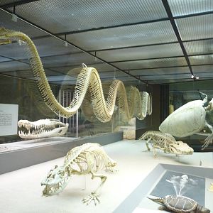 American Museum of Natural History