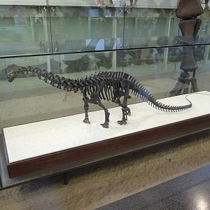 American Museum of Natural History