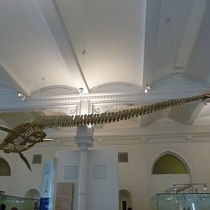 American Museum of Natural History