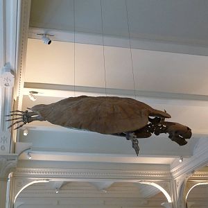 American Museum of Natural History