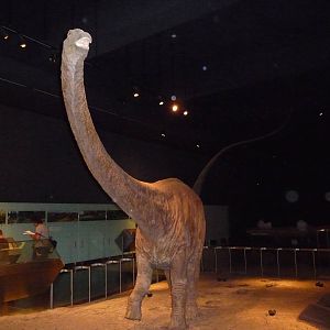 American Museum of Natural History