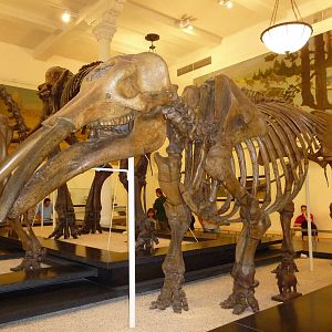 American Museum of Natural History